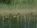 Canadian-geese-swimming.jpg