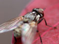 Red-leaf-and-housefly.jpg