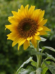 Sun-flower-3.jpg