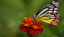 Les papillons, comme bien d'autres auxiliaires, ont un role important à jouer dans une pleine pollinisation qui aboutie à une forte fructification des fruits et légumes.