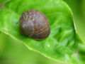 Garden-snail.jpg