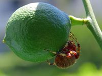 Un "Citron vert", de son vrai nom, un Lime (un cousin du citron commun qui lui est jaune.