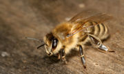 Une abeille (clic sur l'image pour détails)