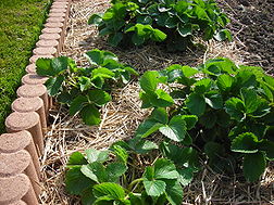 Le paillage est le fait de répandre une couche végétale protectrice (généralement de la paille) sur le sol. Cette technique a de nombreux avantages pour le jardinier et notre environnement. Les principaux sont la conservation de l'humidité, ce qui évite l'évaporation et de multiples arrosages, sources de gaspillage et de gêner la germination des herbes indésirables.