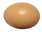 Egg-1.jpg