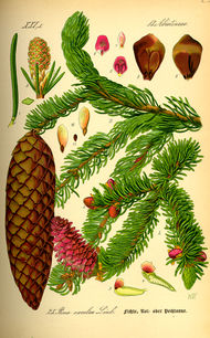Illustration Picea abies0.jpg