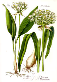 Illustration Allium ursinum1.jpg