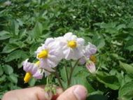Solanum tuberosum flower.jpg